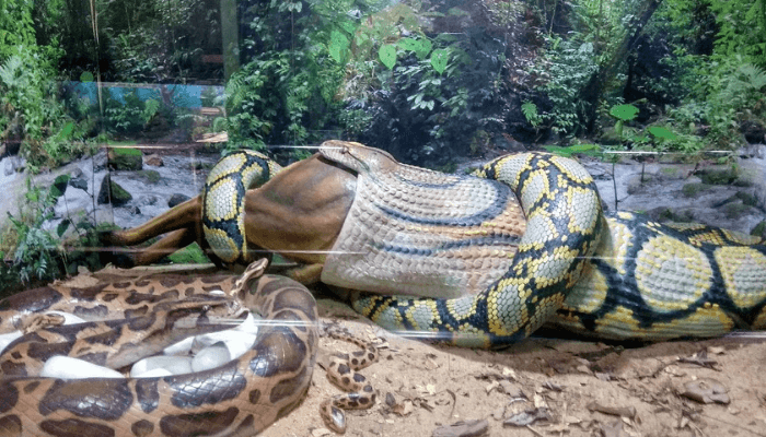 Guindy National Park​