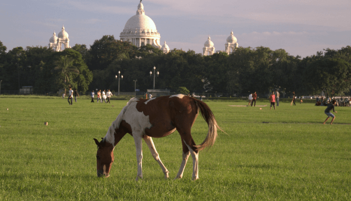 Maidan​